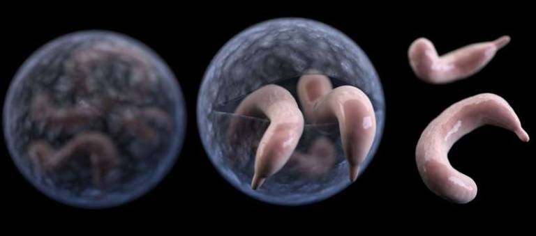 Don't be a pool party pooper Cryptosporidium, the microscopic parasite that causes the diarrheal disease cryptosporidiosis (Photo: Centers for Disease Control)