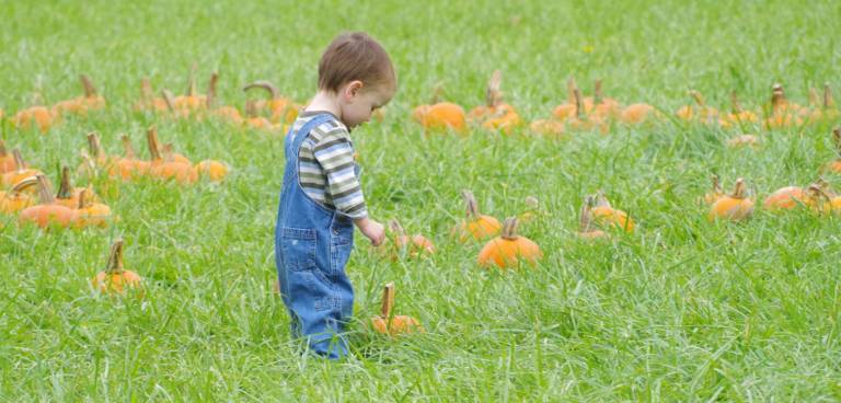 A young boy explores a field of smaller pumpkins.