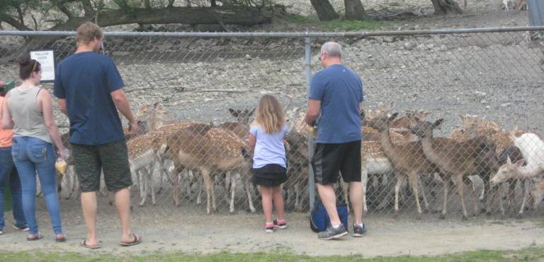Zoo visitors feed the herd of deer.