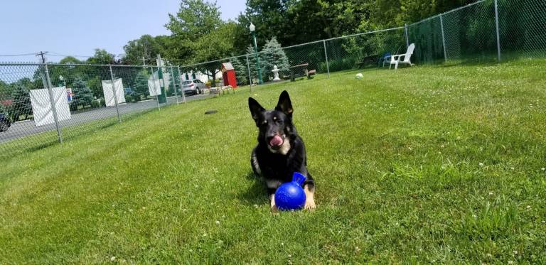 Gucci, Living Pawsitively's store mascot, enjoys the dog run behind the pet shop.&#xa0;(Photo by Laurie Gordon)