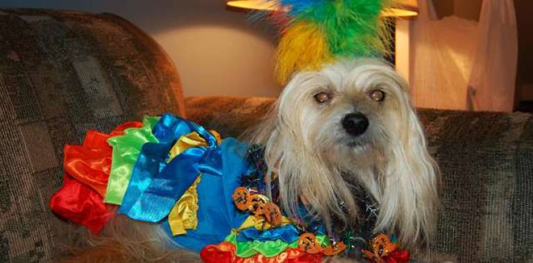 Submitted by Ainsley Kerwin of Hamburg &quot;Crazy Crested Carmen Miranda Bird! This costume was called a 'Tropical Bird', but once we got it on, my Mom and I agreed she reminded us of the classic performer Carmen Miranda.&quot;