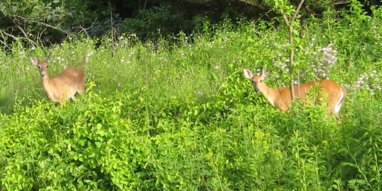 PHOTO BY JANET REDYKE Two deer were spotted having an early morning 7 am breakfast on Saturday behind Rumors Salon.