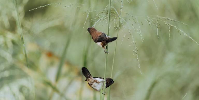 What you can do to encourage the number of birds Beautiful White Rumped Munia birds pair on a weed grass stem eating small seeds against a soft green natural background,