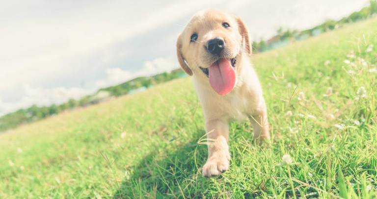 Get your pup in the paper Get your pup in the paper