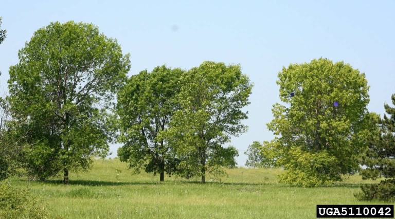 Ash trees (NYS Invasive Species Identification: nyis.info)