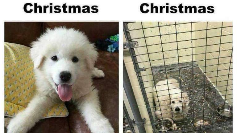 A dog is for life, not just for Christmas A dog is for life, not just for Christmas
