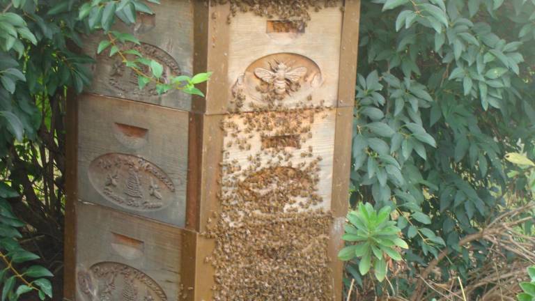 City folks turned beekeepers are as busy as bees City folks turned beekeepers are as busy as bees