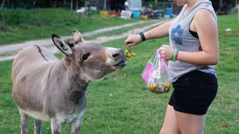 Sugar Sweet Farms opens petting zoo Sugar Sweet Farms opens petting zoo