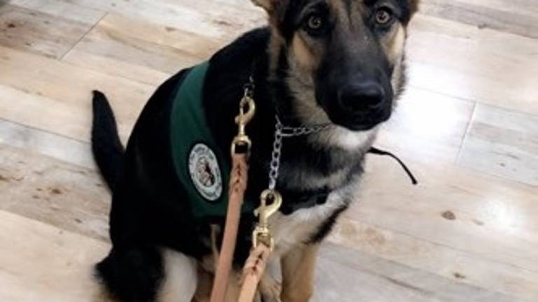 Sussex increases reward for return of missing Seeing Eye dog Searchers have been scourting the county since 14-month Ondrea went missing on June 24 Sussex increases reward for return of missing Seeing Eye dog Searchers have been scourting the county since 14-month Ondrea went missing on June 24
