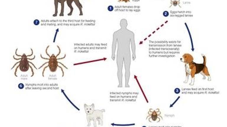 Tick-borne disease: More than just physical ailments Tick-borne disease: More than just physical ailments