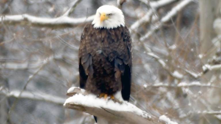 Adult bald eagle photographed during the Feb. 7 Search for Eagles