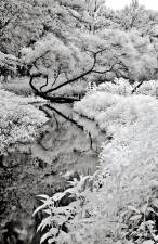 First Place: “Passaic River Through Great Swamp (infrared print), George Aronson