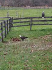 Sheriff Michael Strada spotted these bald eagles while driving in Hampton Township this weekend. Photos: Michael Strada.
