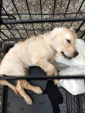 A 10-week-old puppy was found submerged in a metal carrying crate in a Bonter Road pond Tuesday. Photo from the Greenwood lake animal Hospital Facebook page