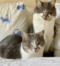 The fundraiser ‘touches me personally,’ said Industry’s Steve Scro. Pictured are his cats adopted from Father John’s: Hazel and Benny.