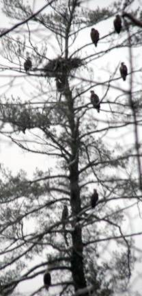 Eagles seen on the Jan. 3 search (Photo provided)