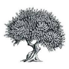 250th The Olive Tree