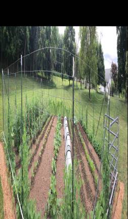 Growing six types of tomatoes but no potatoes