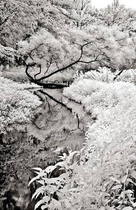 George Aronson's infrared photo Great Swamp, Passaic River, a winner of the Highlands Juried Art Exhibit.