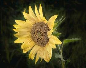 Sunflower, Mary Fettes
