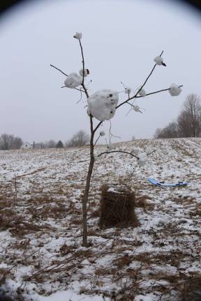 Photo by Gale Miko A snowball tree made by some creative children on Card road in Wantage.