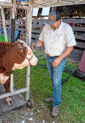 <b>Preparing for the dairy competition Tuesday, Aug. 5. (Photo by Nancy Madacsi)</b>