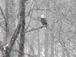 Bald eagle seen on the Jan. 3 search, as it began to snow (Photo provided)