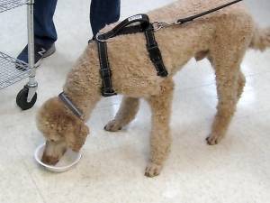 August, standard apricot-colored poodle, enjoys bone broth on Souper Bowl Saturday at Maxwell and Molly’s Closet in Hamburg.