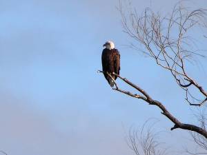 Bald eagle seen on the Dec. 13 Search for Eagles (Photo provided)