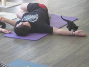 Kittens wander during a cat yoga class offered at Pet Lovers Fest on Saturday, May 6 at the Shoppes at Lafayette. (Photos by Janet Redyke)