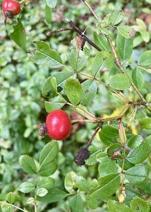 Foraging the autumn woods
