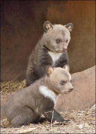 Bring a teddy bear and get in free at Space Farms