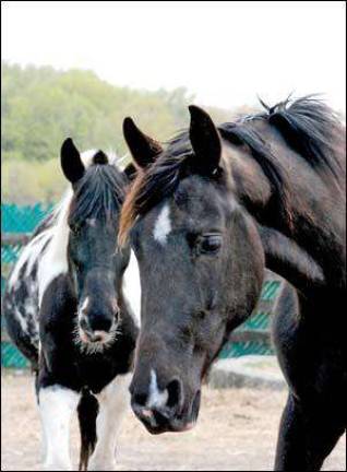 Horsing around