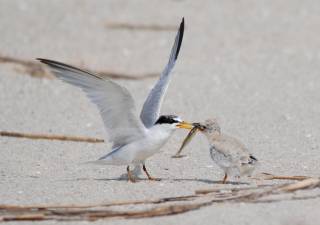Least terns, the world’s smallest tern, are among the most acrobatic of shorebirds. (Photo provided)