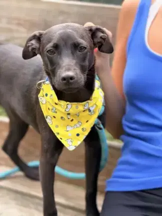 Tater Tot, a pup available for adoption at OSCAR. File photo.