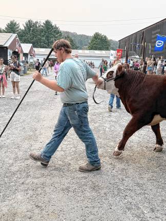 <b>Leading livestock across the fairgrounds Tuesday, Aug. 5. (Photo by Denise von Wilke)</b>