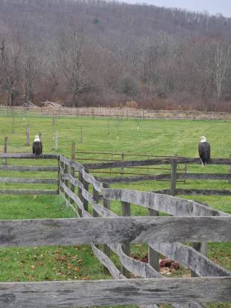 Bald eagles land in Hampton Township