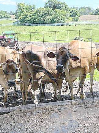 Some of the Jersey girl cows.