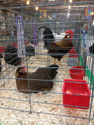 Chickens on display at the fair.