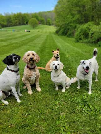 Pups explore Wantage Dog Park. Photo by Jeremy Hubbard.