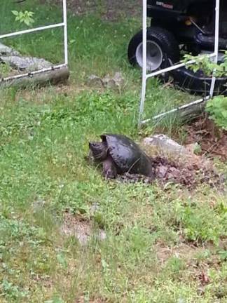 Every June around this time turtles come up from pond and lay eggs in this spot in Wantage. After 24 hours it goes back to the pond.