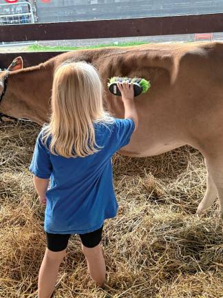<b>A girl grooms a cow Tuesday, Aug. 5. (Photo by Denise von Wilke)</b>