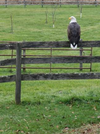 Bald eagles land in Hampton Township