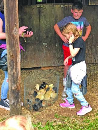 Children pet the chicks.