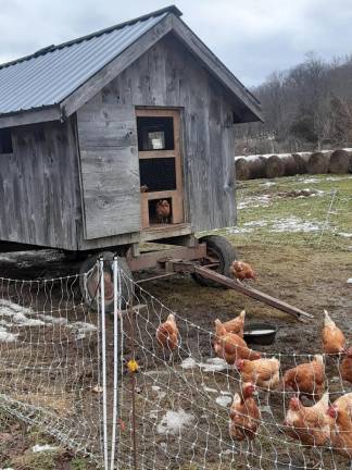 Bill Beck has been keeping chickens at High Breeze Farm in Highland Lakes, N.J., for 42 years. “You want naturally raised birds, they slow down in the wintertime,” he said.