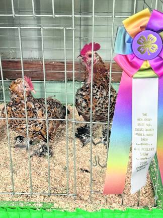 <b>These chickens won a 4-H poultry prize.</b>