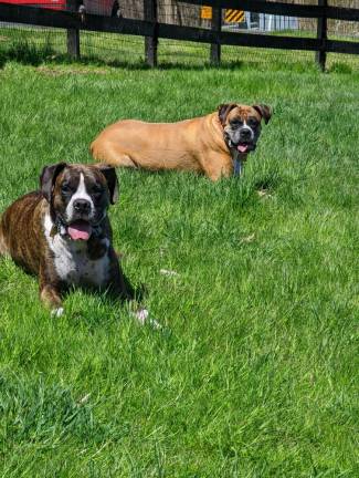 Boxers lounging in Wantage Dog Park. Photo submitted by James Bradley.