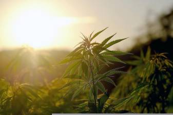 A cannabis plant grown outdoors.