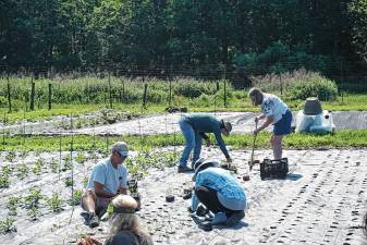 Volunteers plant zinnias Saturday, June 21 at Sunset View Farm in Andover Township. (Photos by Ella Connors)