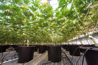 Marijuana growing at a Pharmacann facility in Montgomery, NY, which supplies dispensaries. Photo: Michael Bloom